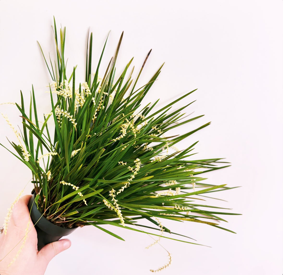 Dendrochilum stenophyllum - The Plant Lady SF