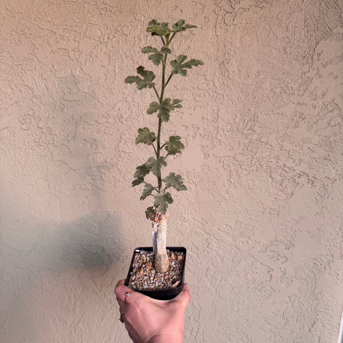 Dendrosicyos socotrana - The Plant Lady SF