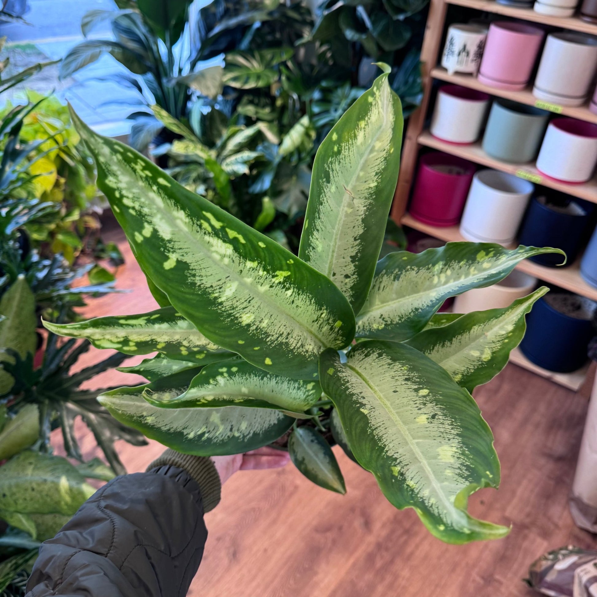 Diffenbachia 'Panther' - The Plant Lady SF