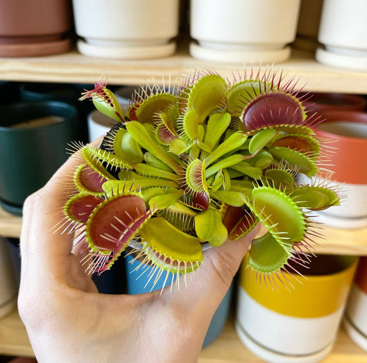 Dionaea muscipula (Venus Fly Trap) - The Plant Lady SF