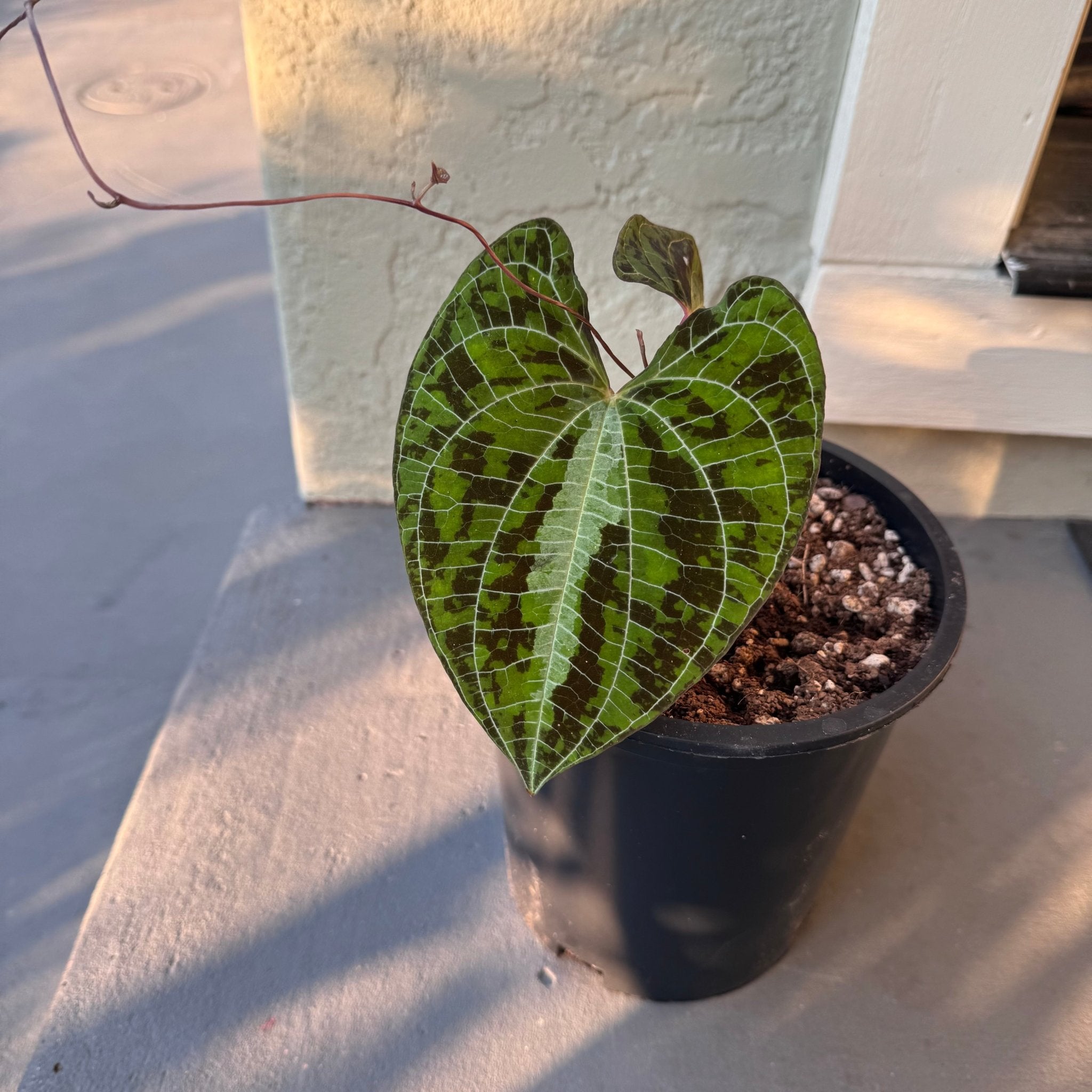 Dioscorea discolor – The Plant Lady SF