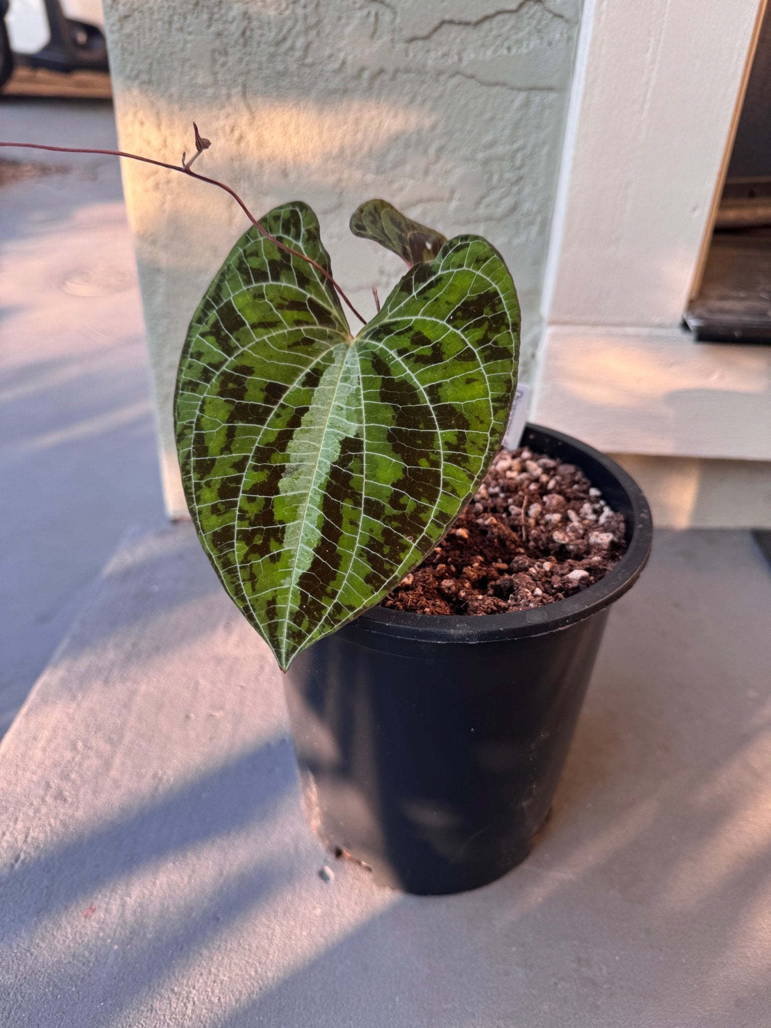 その他 ozwrt Dioscorea Pedanius Dioscorea discolor – The Plant Lady SF