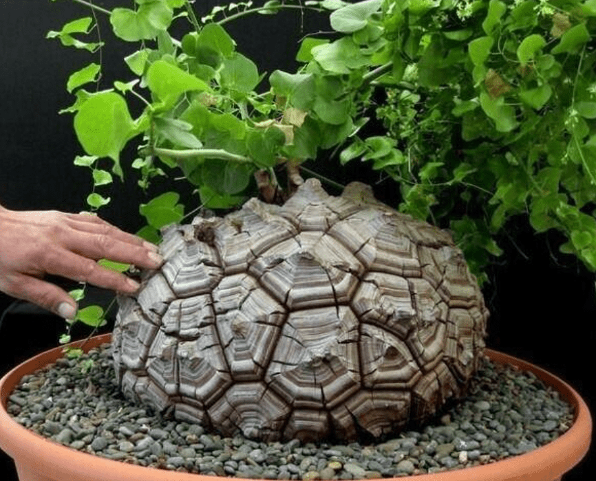 Dioscorea elephantipes - The Plant Lady SF