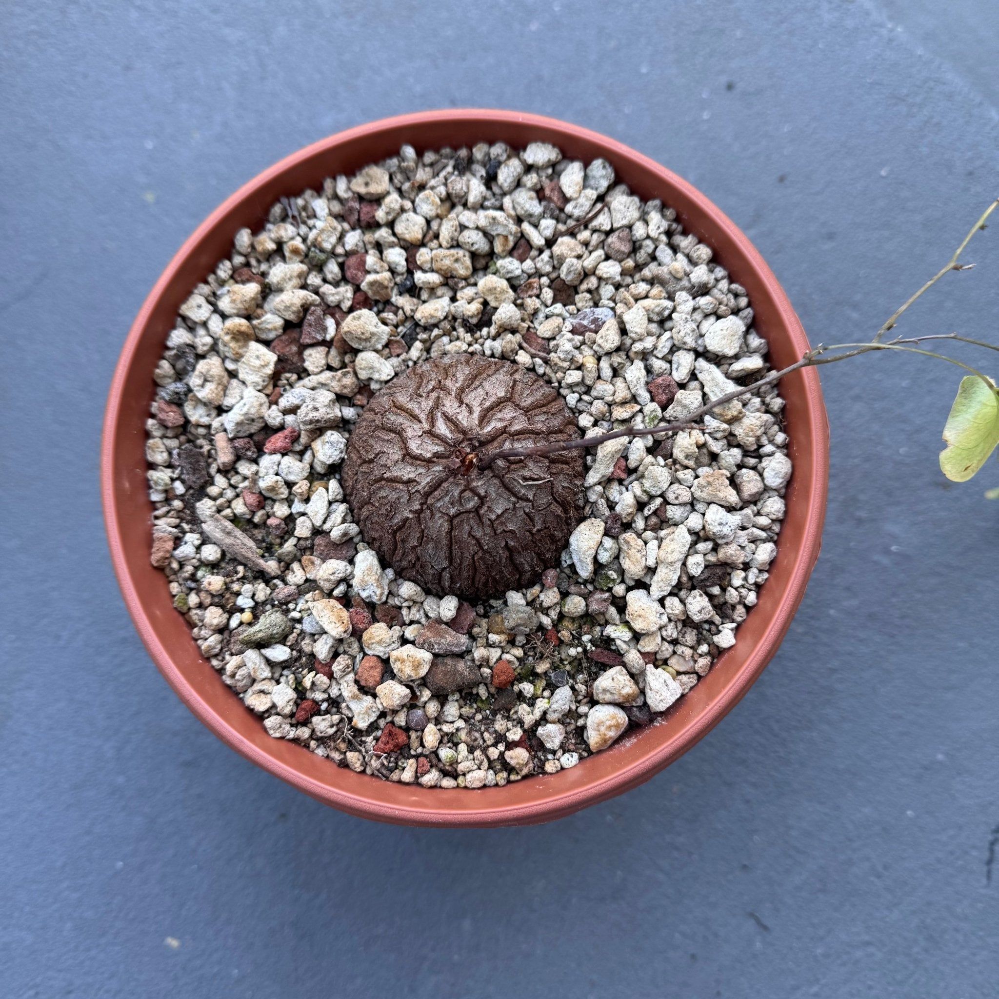Dioscorea elephantipes – The Plant Lady SF