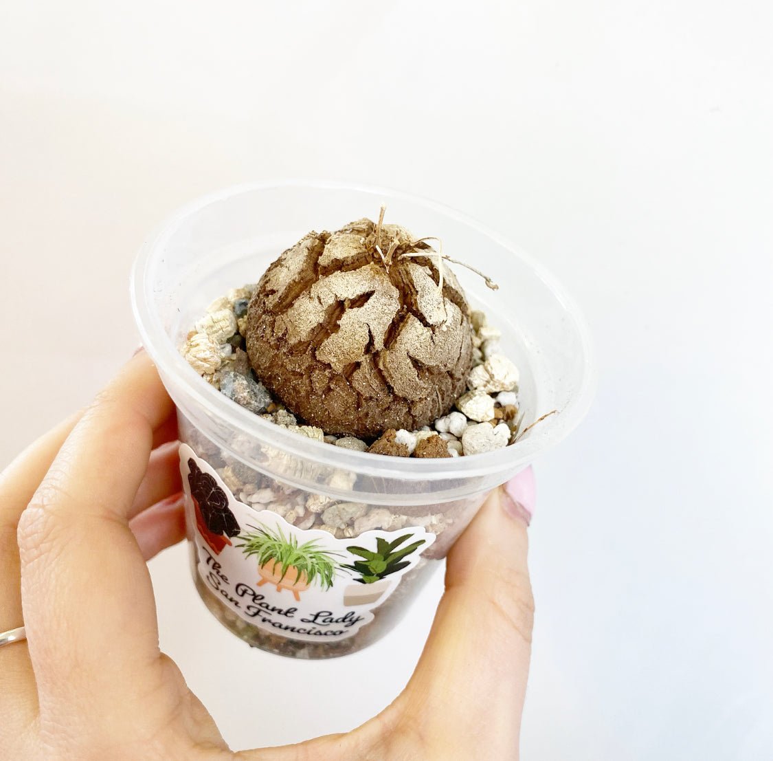 Dioscorea elephantipes - The Plant Lady SF