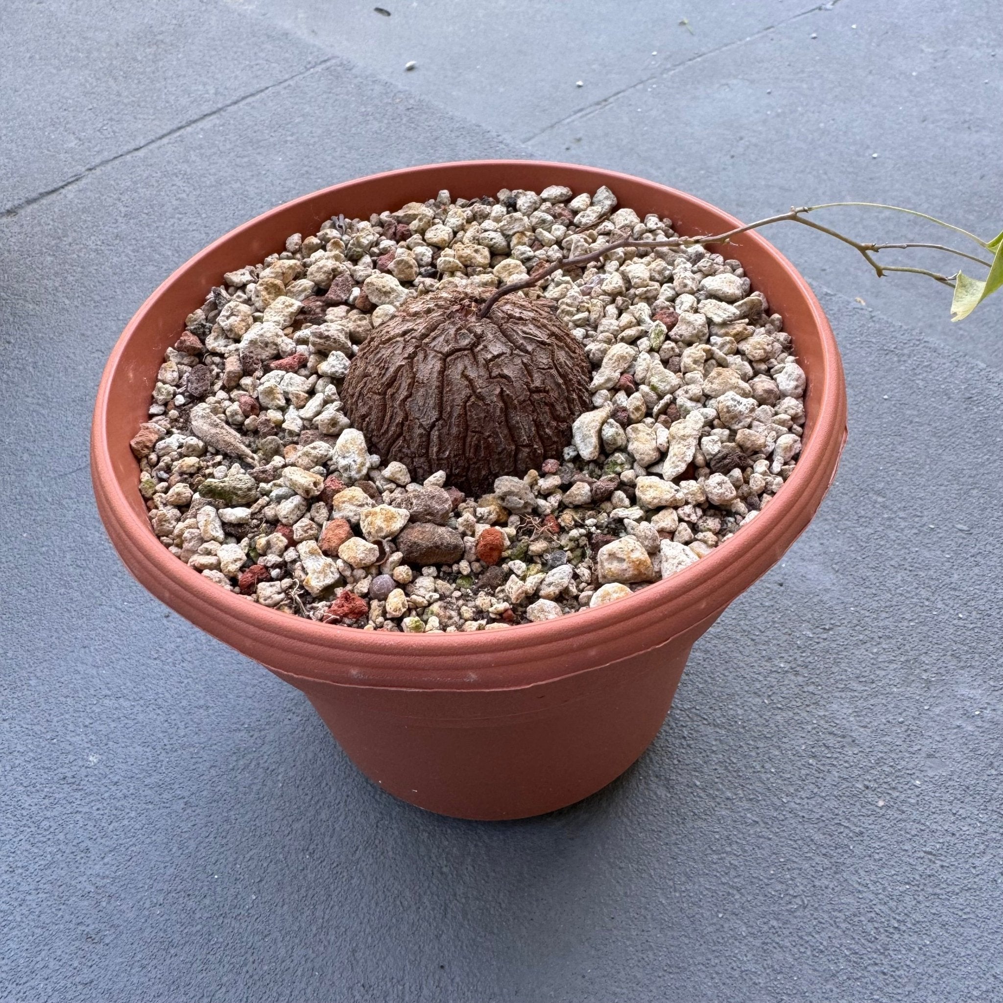 Dioscorea elephantipes – The Plant Lady SF