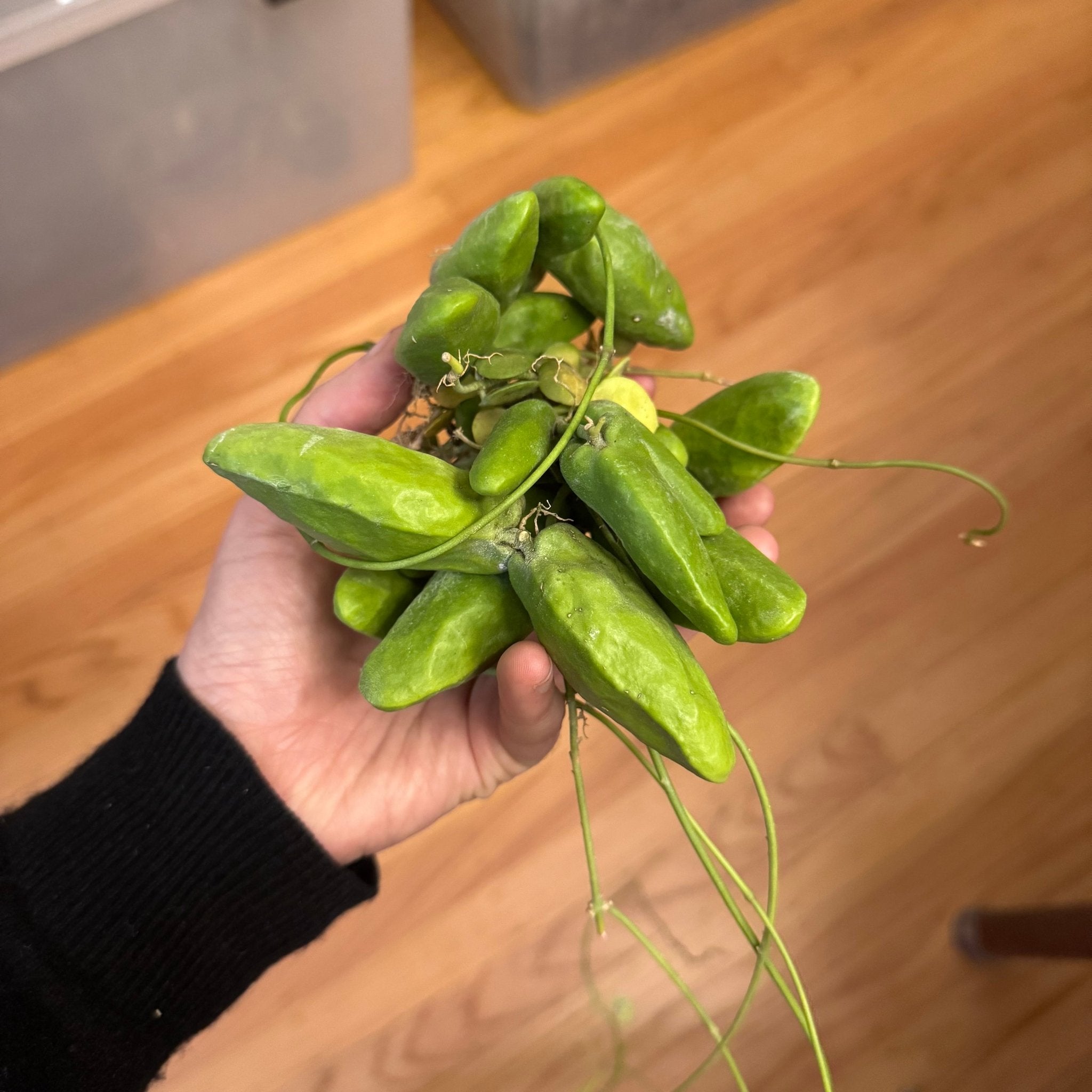 Dischidia major – The Plant Lady SF