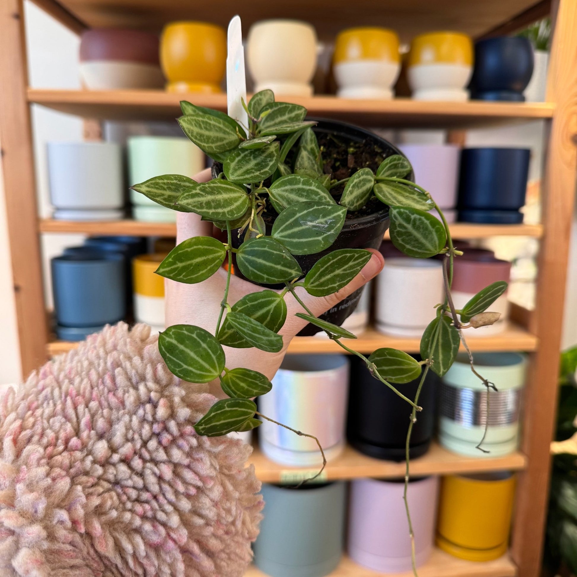 Dischidia ovata ‘Watermelon’ - The Plant Lady SF