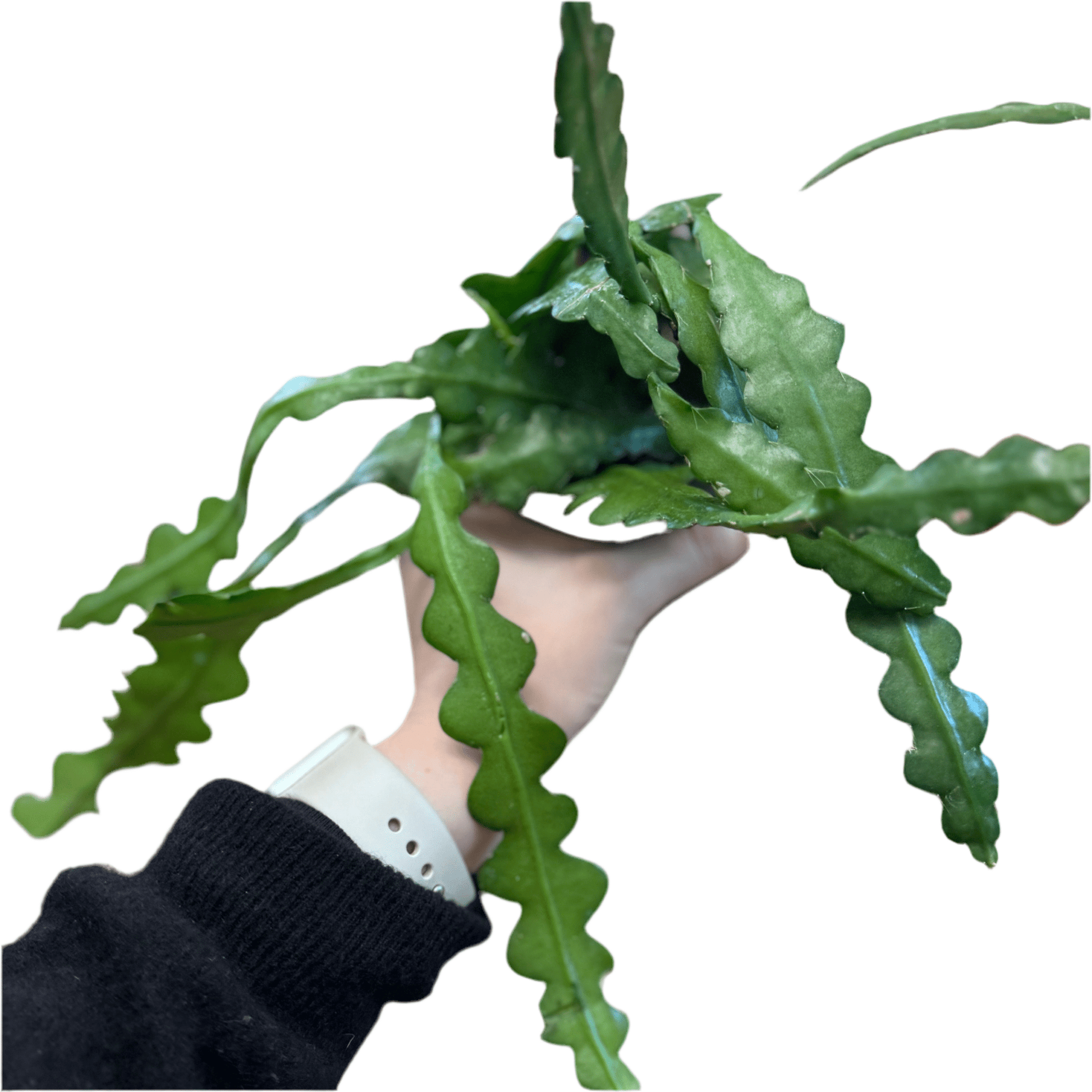 Disocactus anguliger (Fishbone Cactus) - The Plant Lady SF