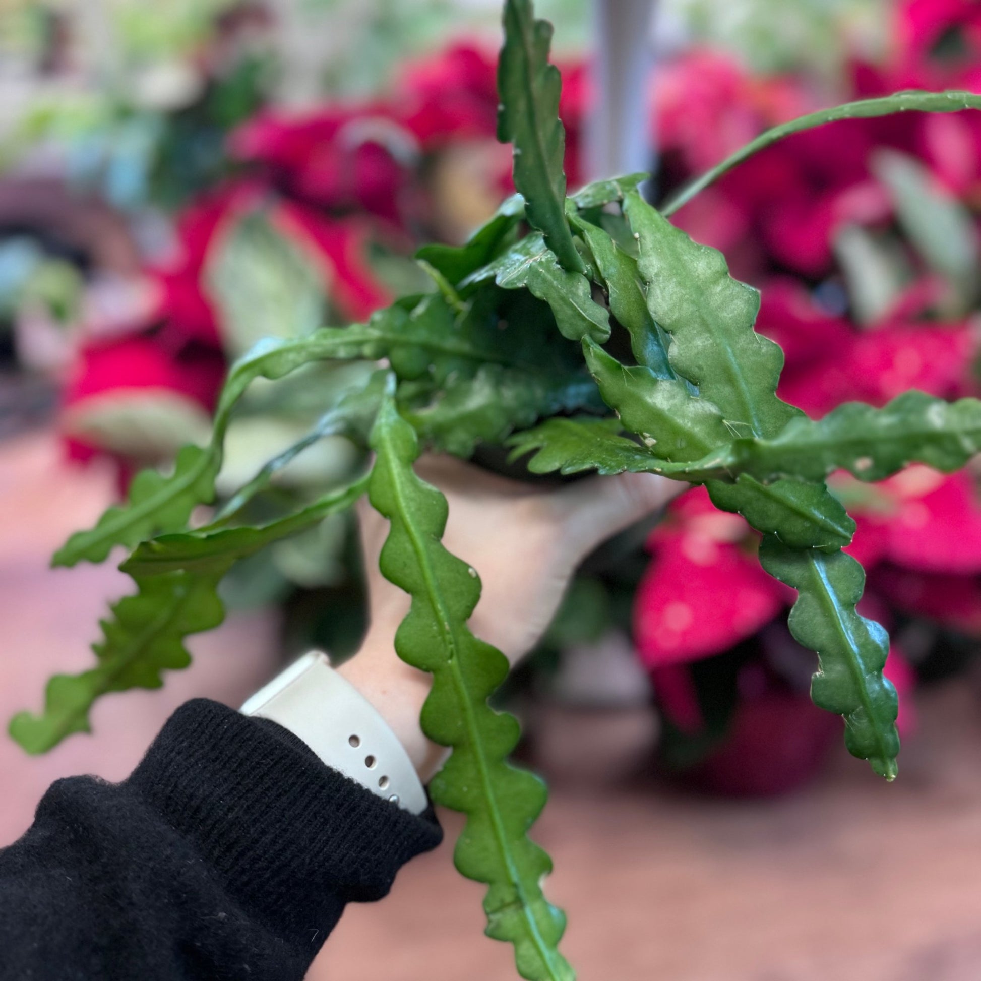 Disocactus anguliger (Fishbone Cactus) - The Plant Lady SF