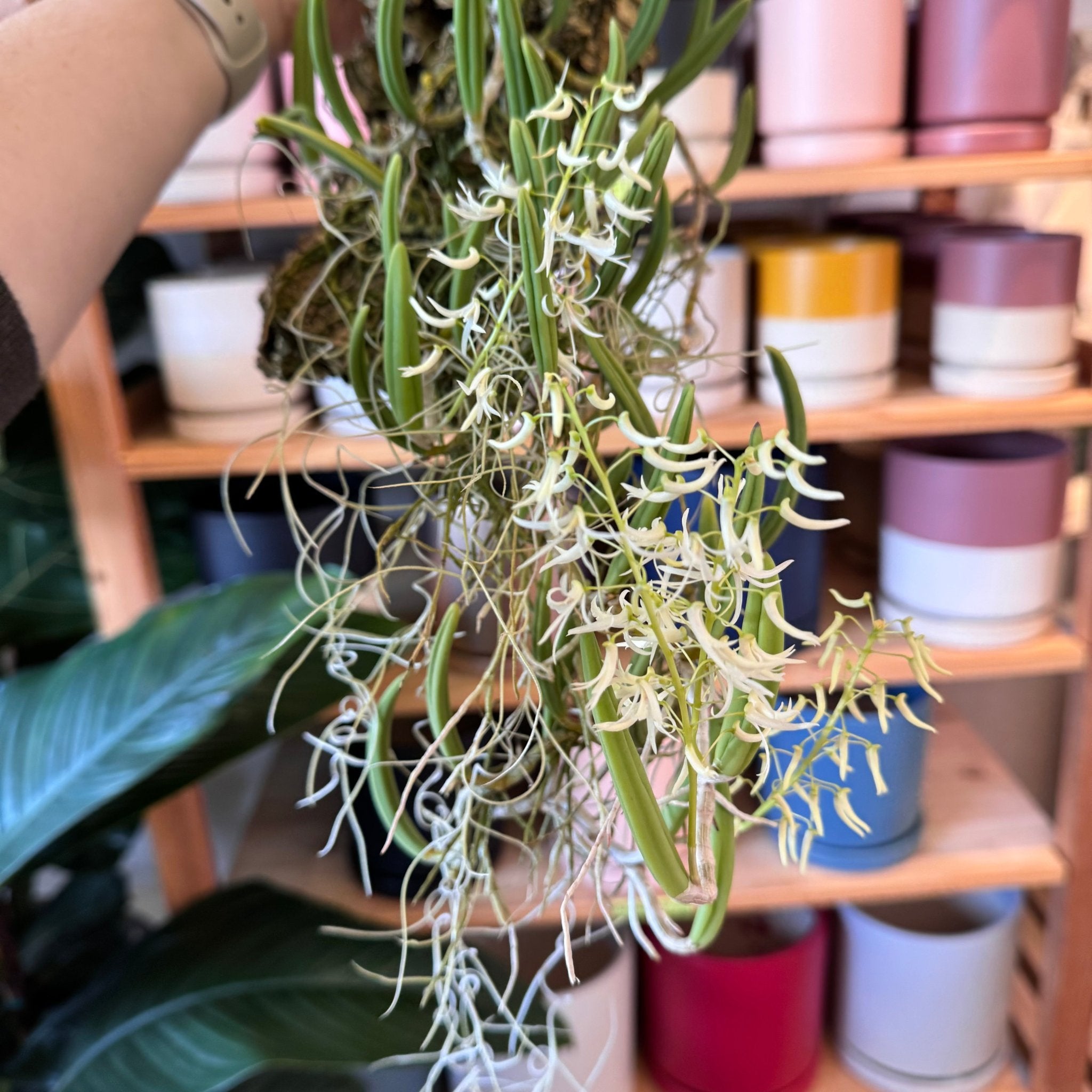 Dockrillia wassellii (mounted) – The Plant Lady SF