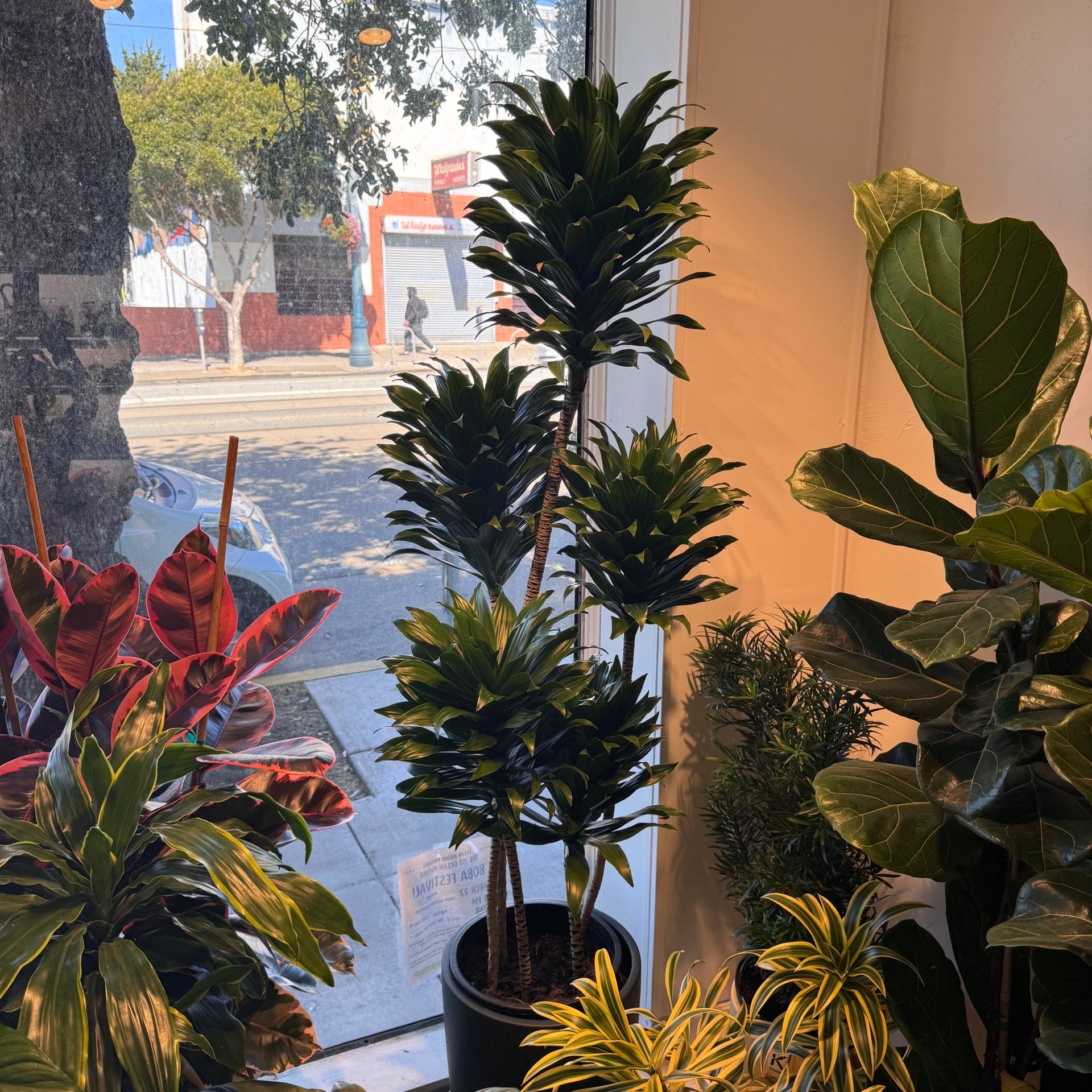 Dracaena deremensis 'Compacta' – The Plant Lady SF