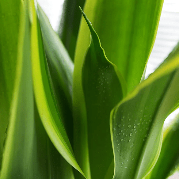Dracaena ‘Dorado’ - The Plant Lady SF