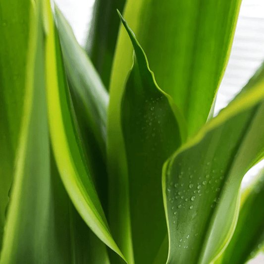 Dracaena ‘Dorado’ - The Plant Lady SF
