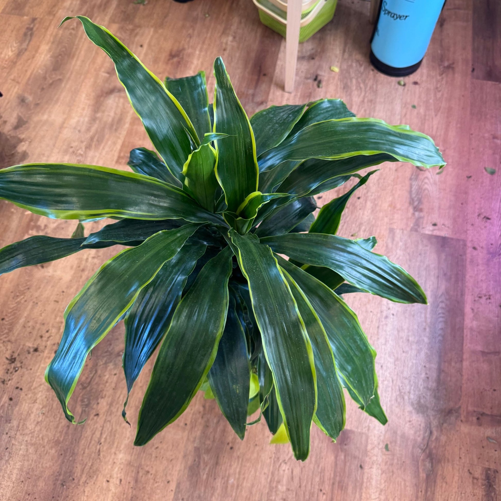 dracaena dorado flower Dracaena 'Dorado' – The Plant Lady SF