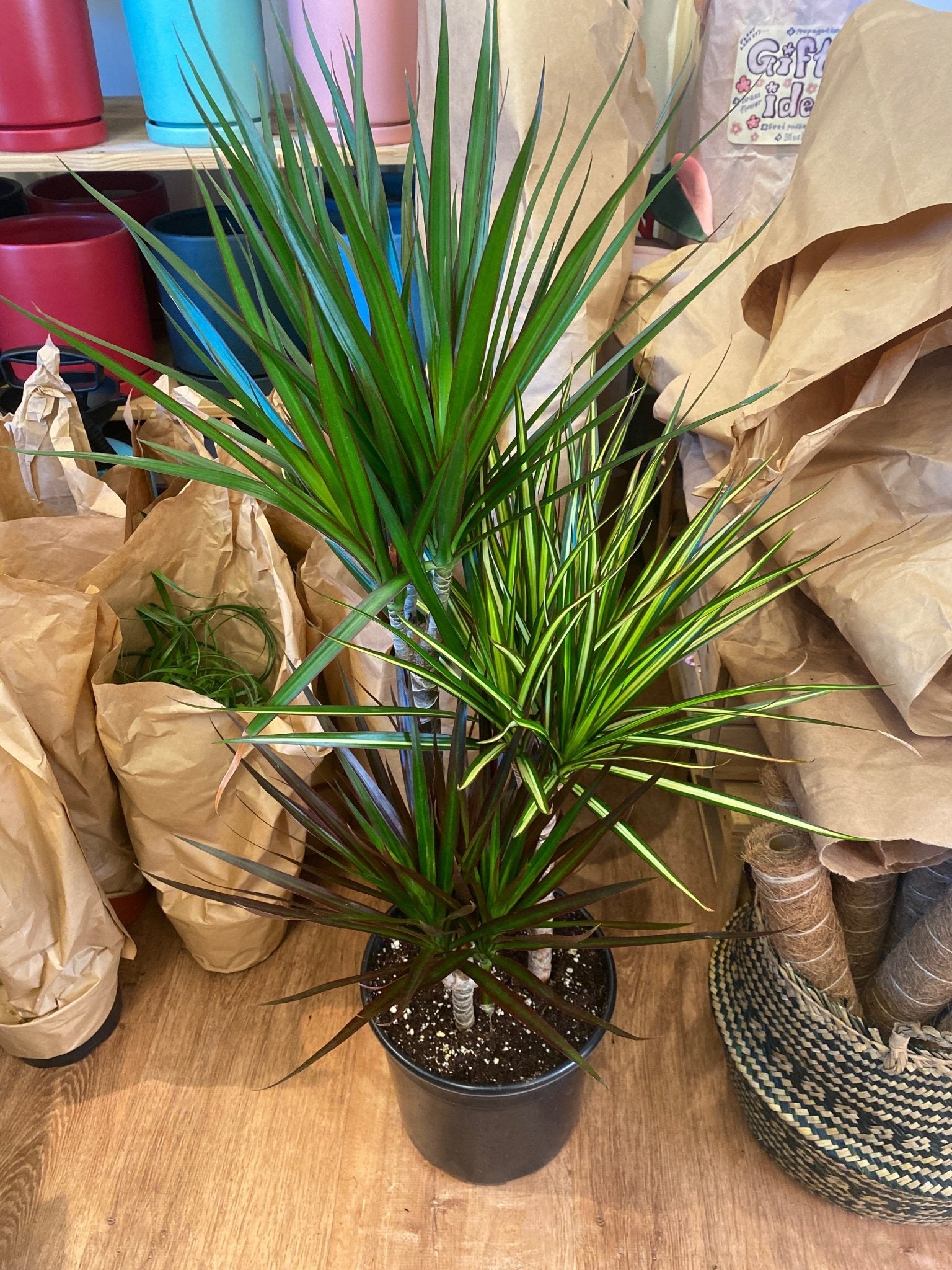 Dracaena marginata “Magenta” AKA ‘bicolor’