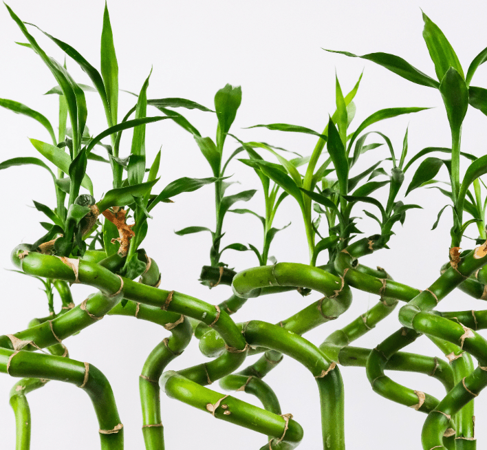 Dracaena sanderiana (Lucky Bamboo) - The Plant Lady SF