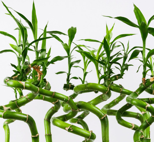 Dracaena sanderiana (Lucky Bamboo) - The Plant Lady SF