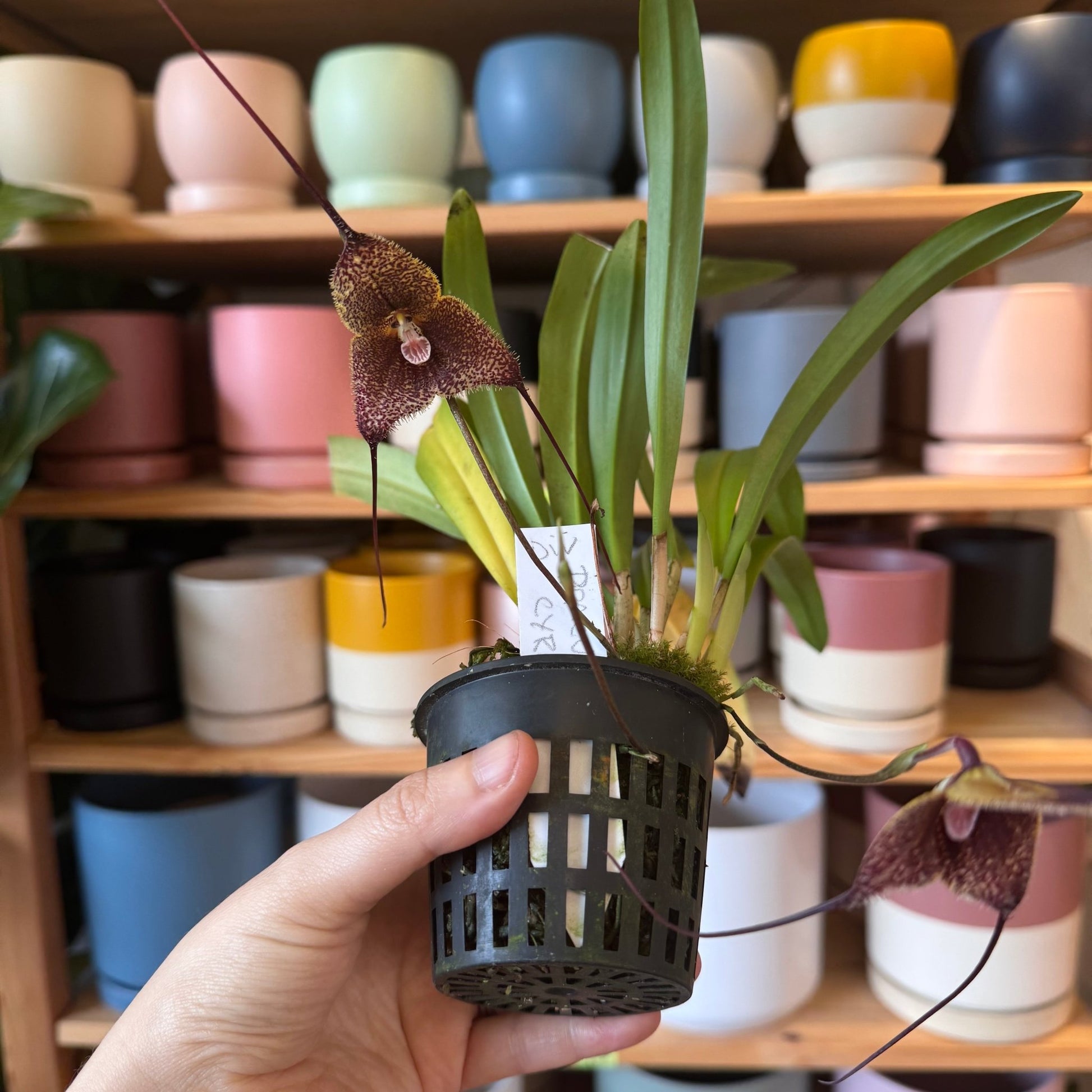 Dracula Cyrano (Dracula chimaera x Dracula houtteana) - The Plant Lady SF