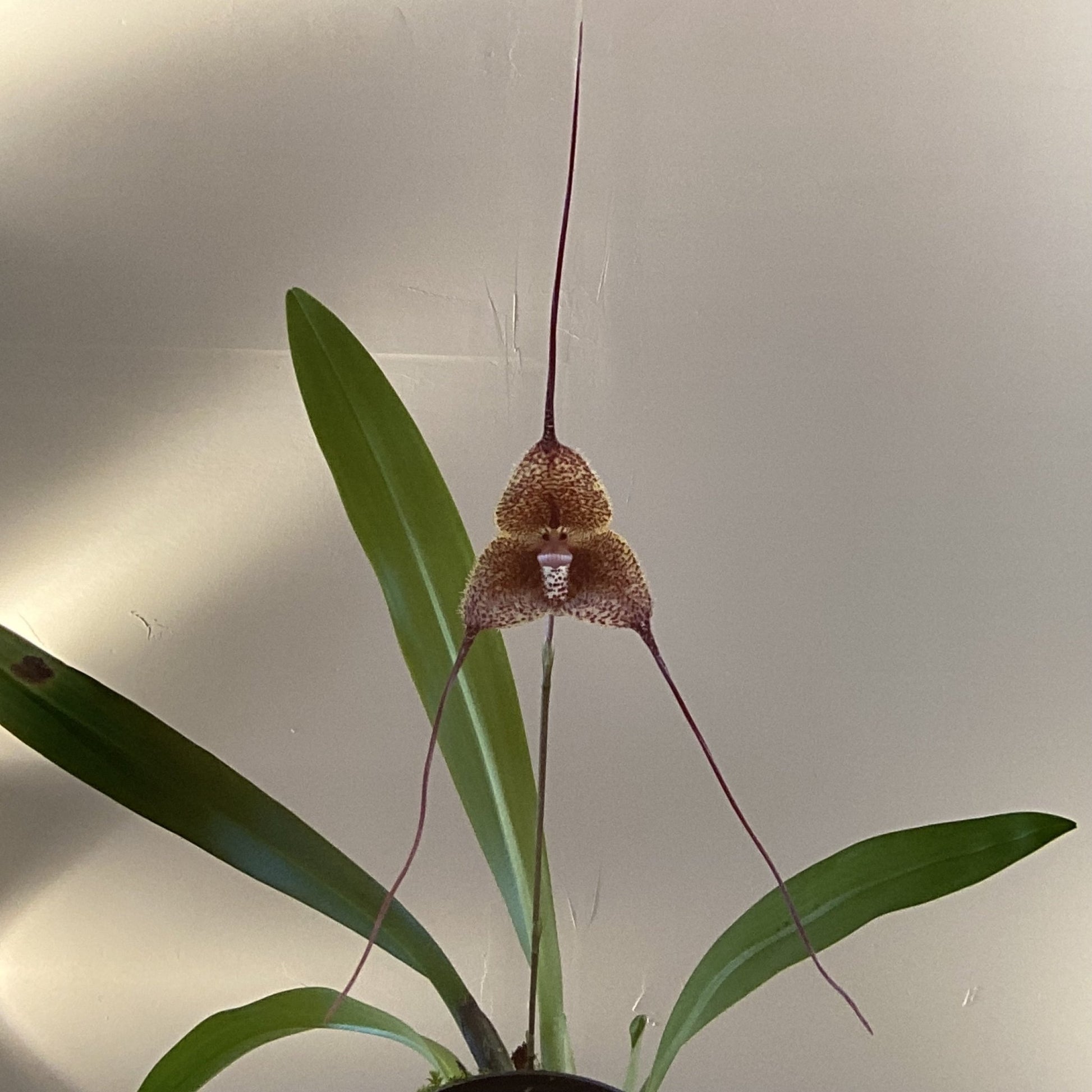 Dracula erythrochaete - The Plant Lady SF