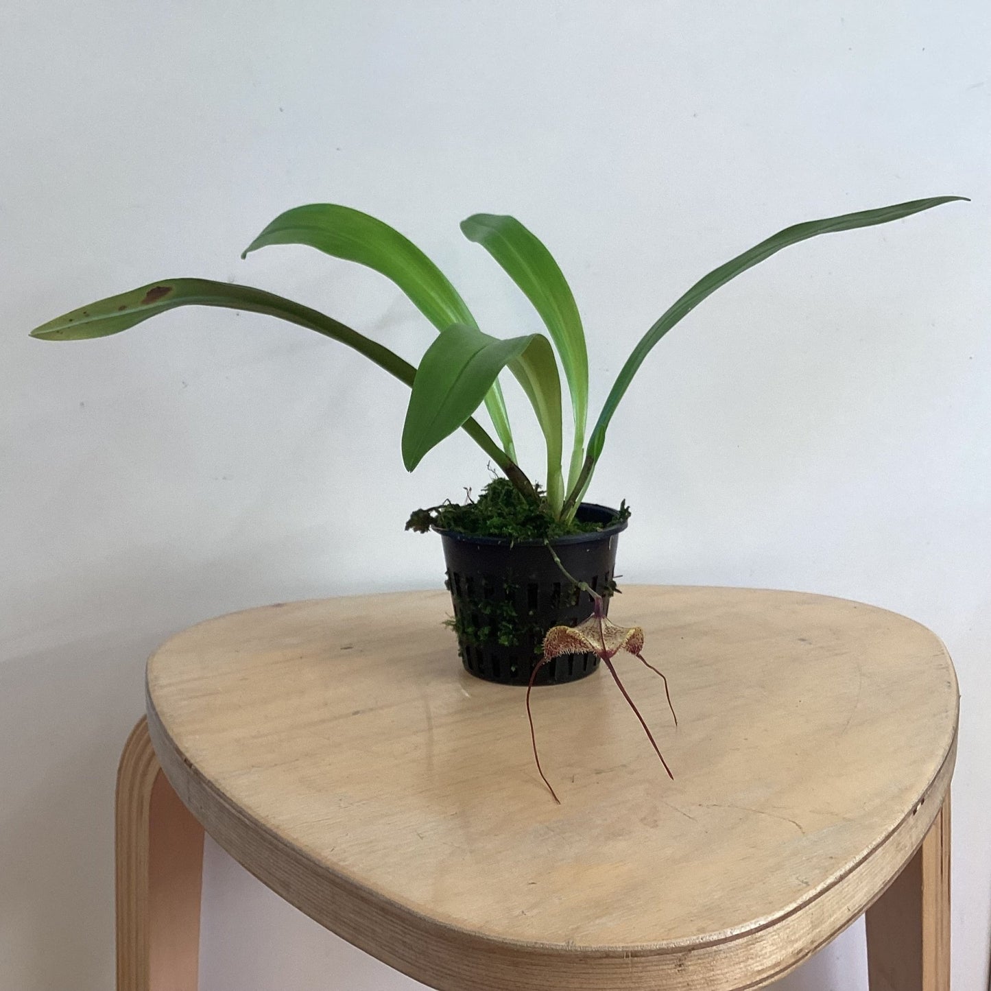 Dracula erythrochaete - The Plant Lady SF