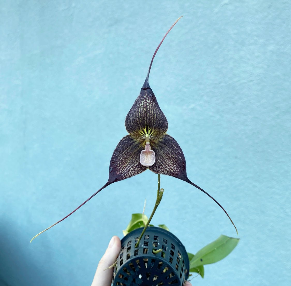 Dracula Raven (rozellii betty x vampira giant) - The Plant Lady SF