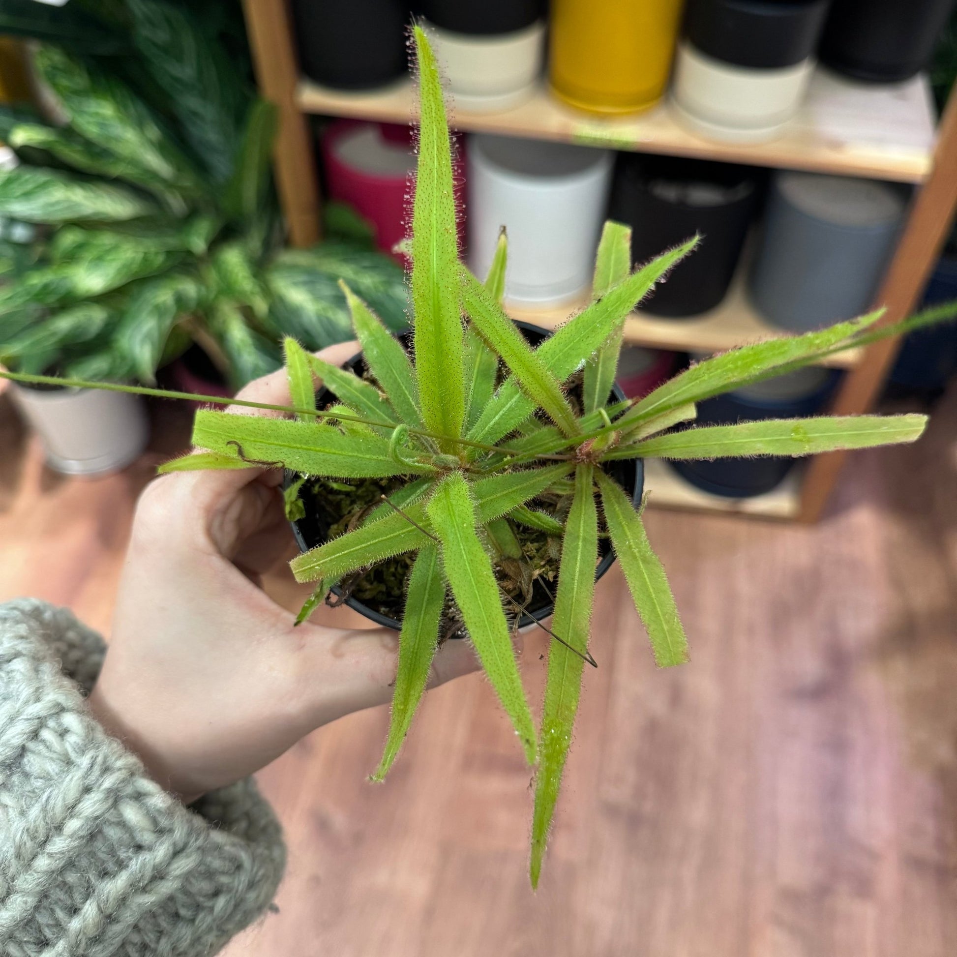 Drosera adelae - The Plant Lady SF