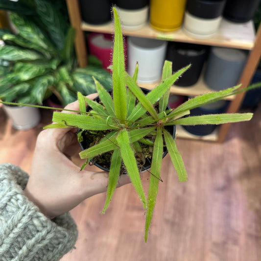 Drosera adelae - The Plant Lady SF