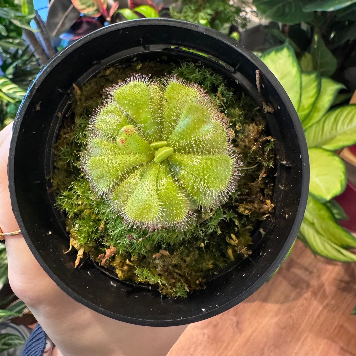 Drosera admirabilis "Floating" - The Plant Lady SF