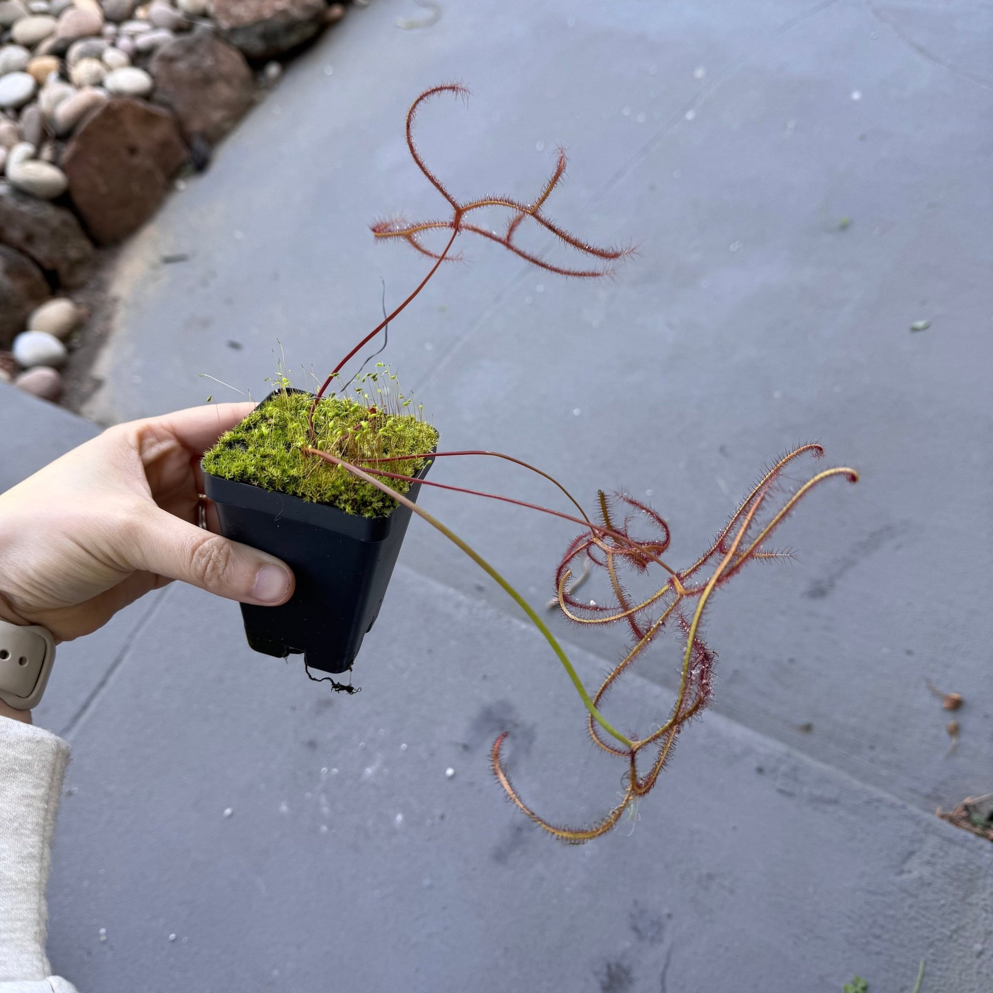 Drosera binata - The Plant Lady SF