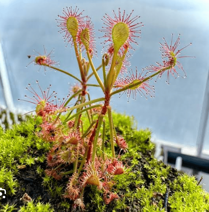 Drosera madagascariensis - The Plant Lady SF