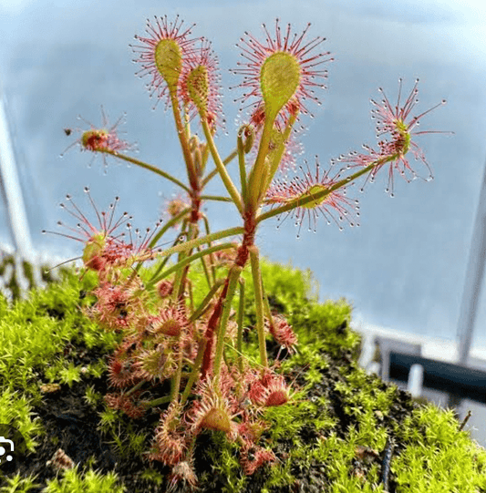 Drosera madagascariensis - The Plant Lady SF