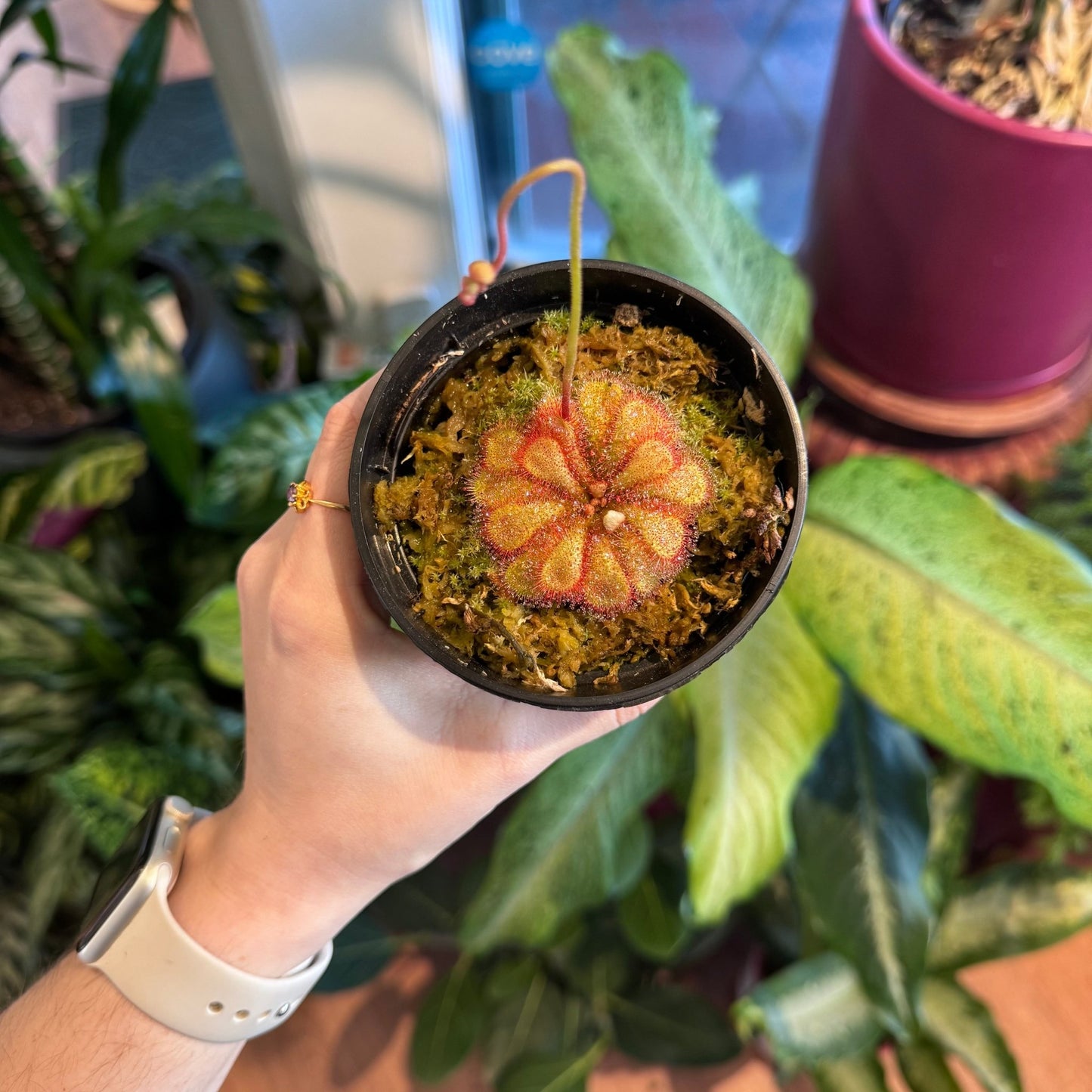 Drosera natalensis (seed grown) - The Plant Lady SF