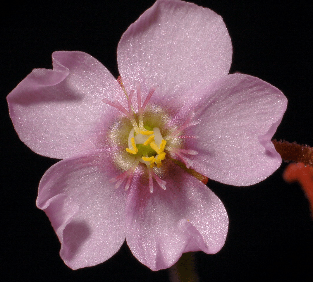 Drosera natalensis (seed grown) - The Plant Lady SF