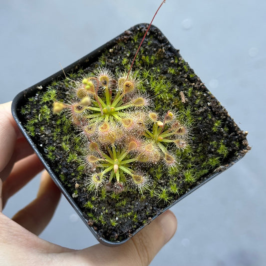 Drosera pulchella - The Plant Lady SF