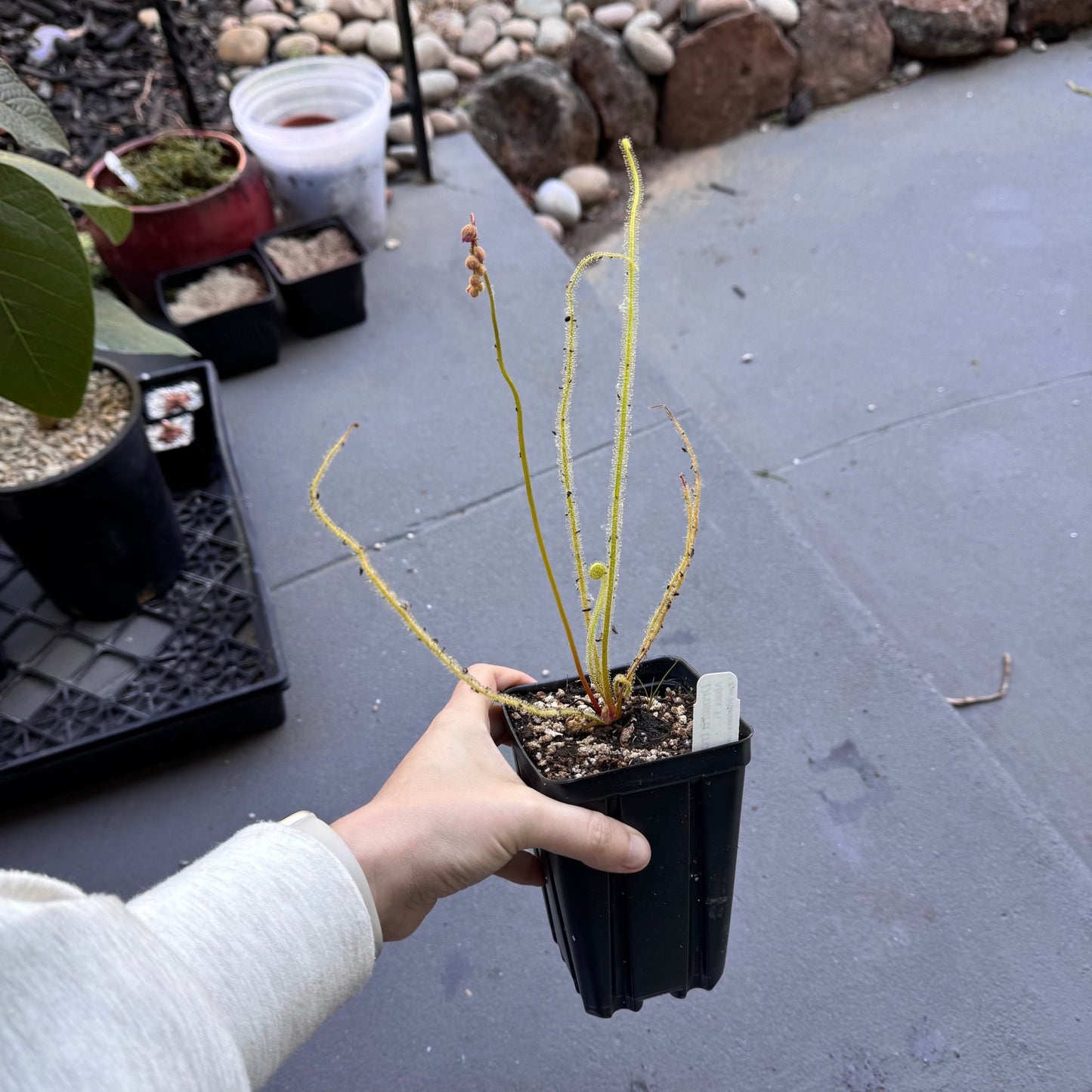 Drosera tracyi - The Plant Lady SF