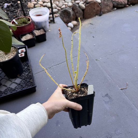 Drosera tracyi - The Plant Lady SF