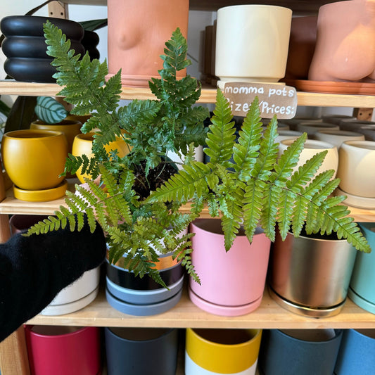Dryopteris erythrosora (Autumn Fern) - The Plant Lady SF