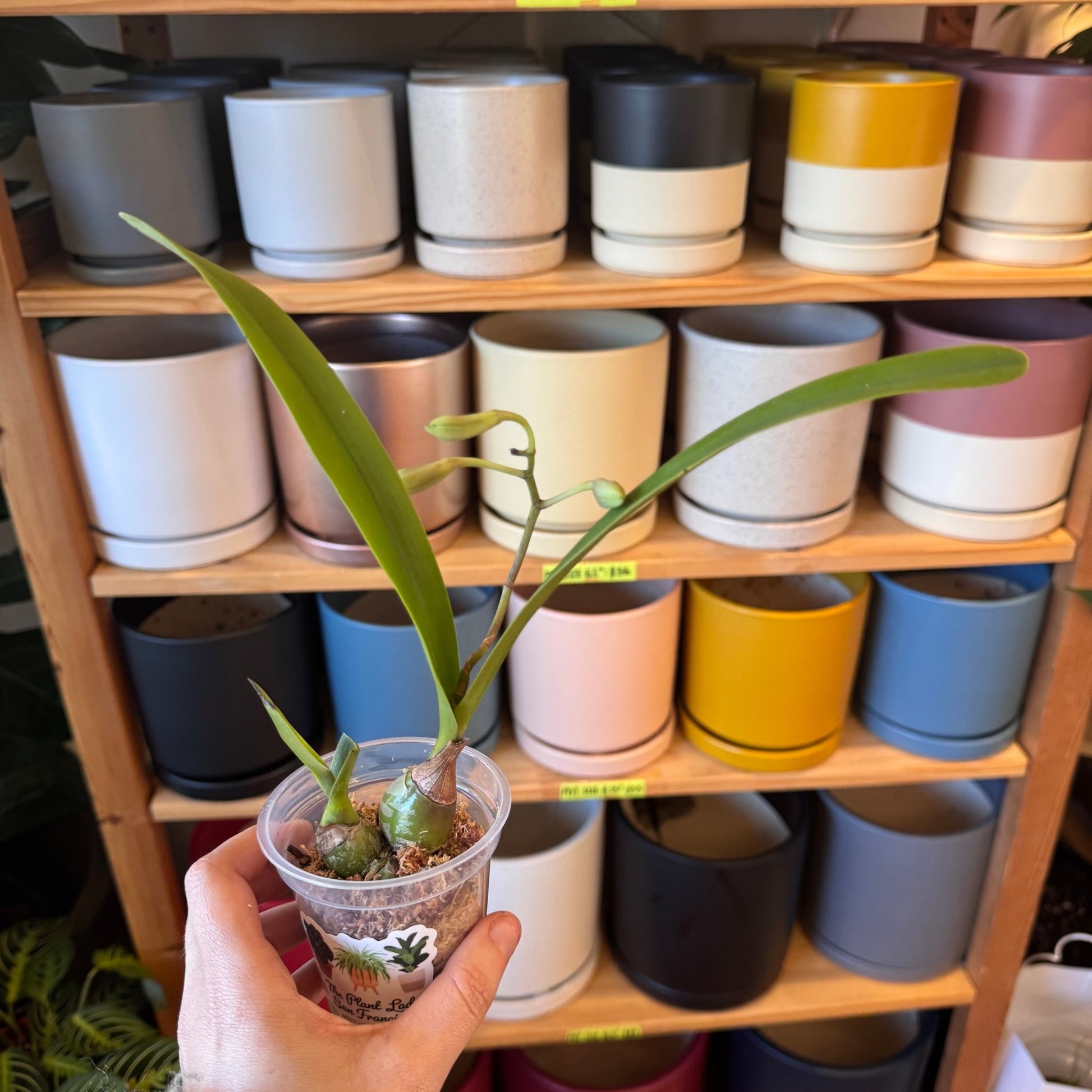 anthurium rioclarense Encyclia Rioclarense – The Plant Lady SF