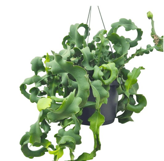 Epiphyllum anguliger 'Curly' (Ric Rac Cactus) - The Plant Lady SF