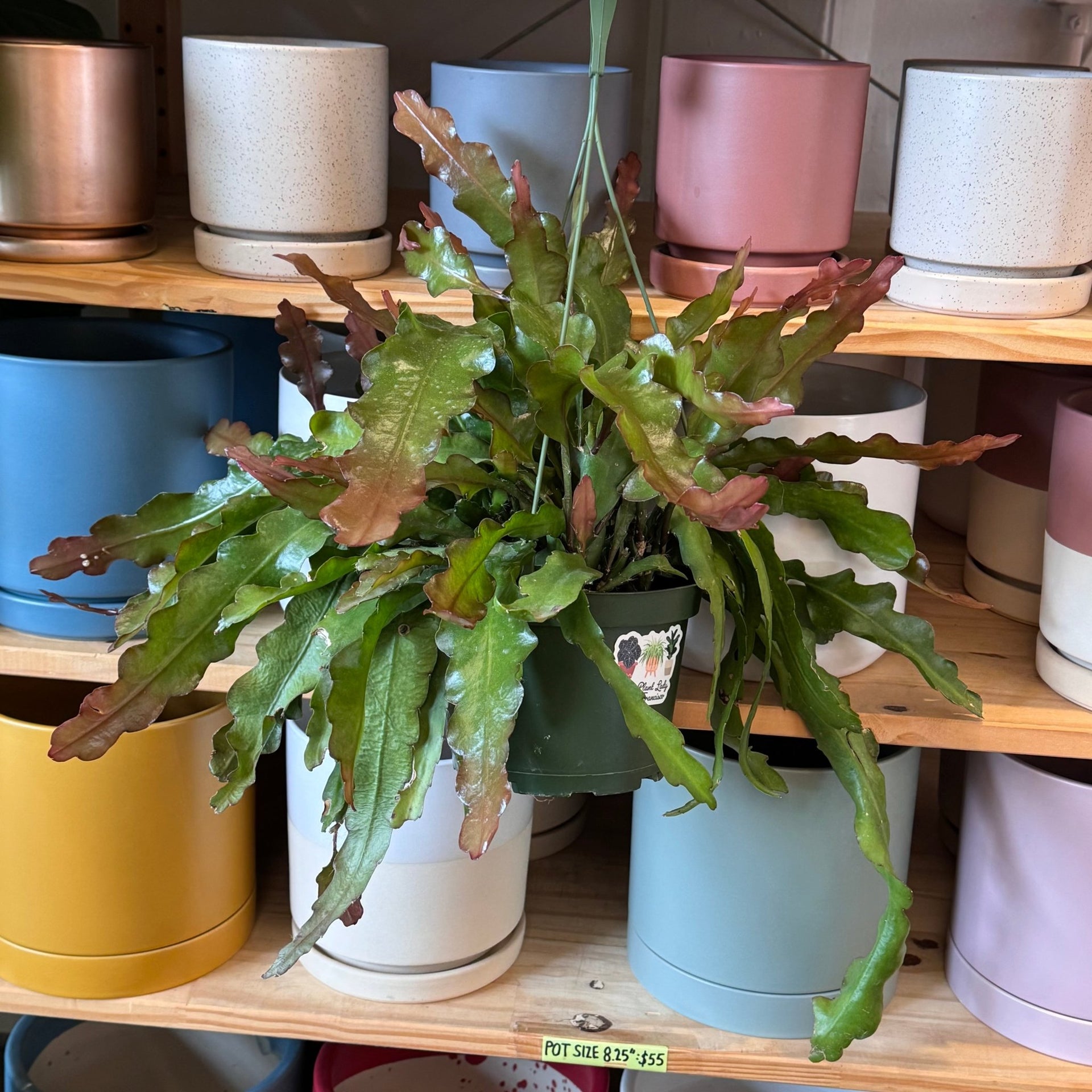 Epiphyllum anguliger (Ric Rac Cactus)
