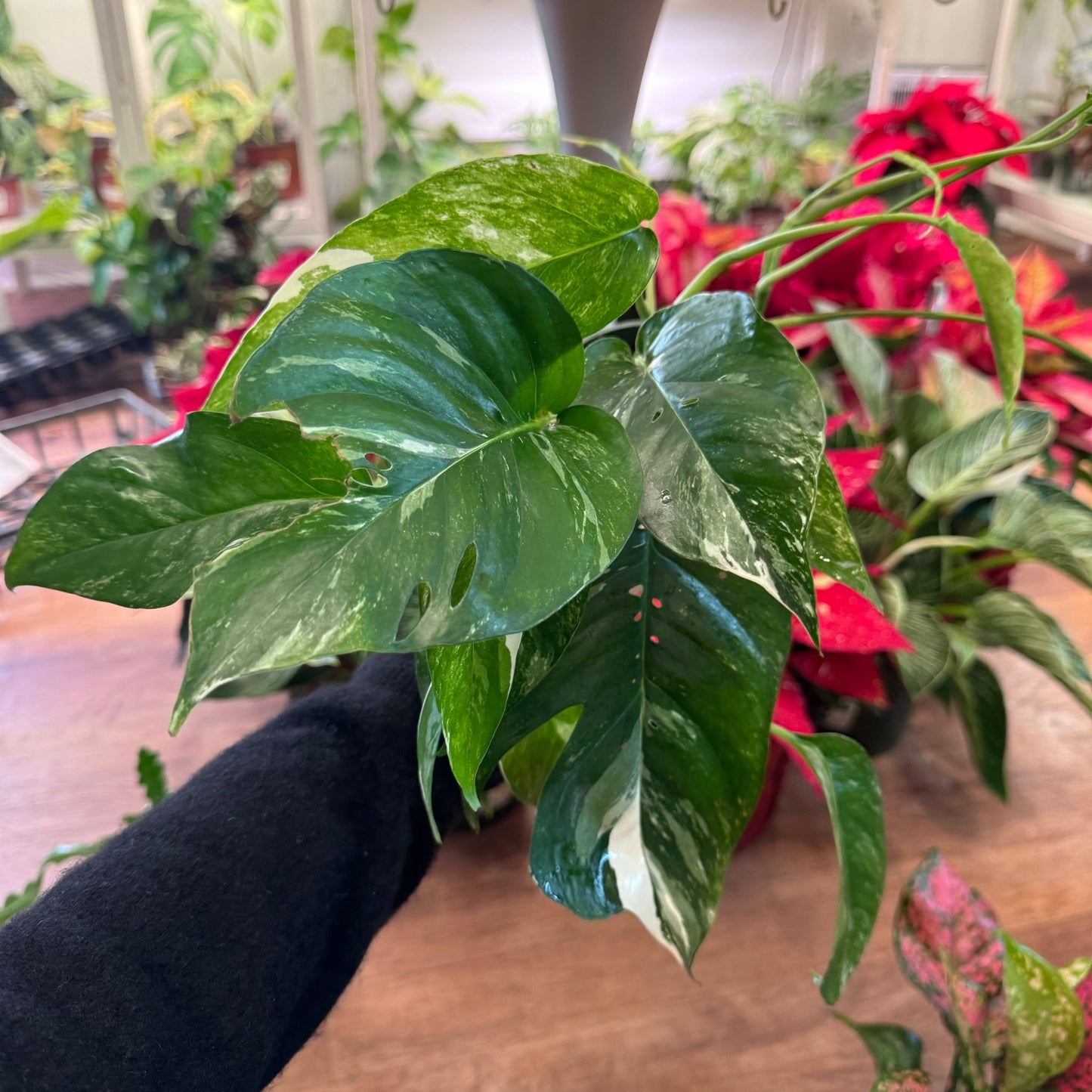 Epipremnum pinnatum albo variegated - The Plant Lady SF