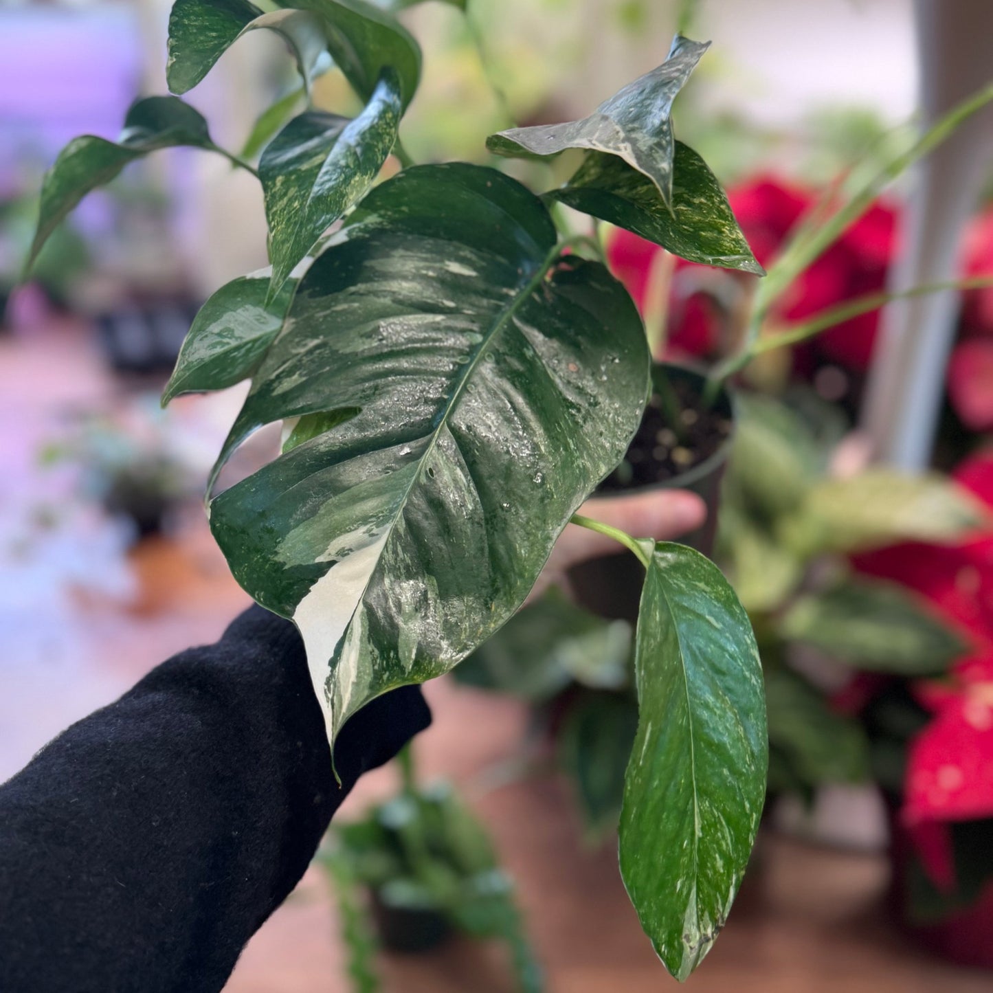 Epipremnum pinnatum albo variegated - The Plant Lady SF