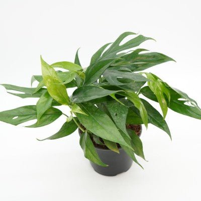 Epipremnum pinnatum 'Baltic Blue' Pothos - The Plant Lady SF