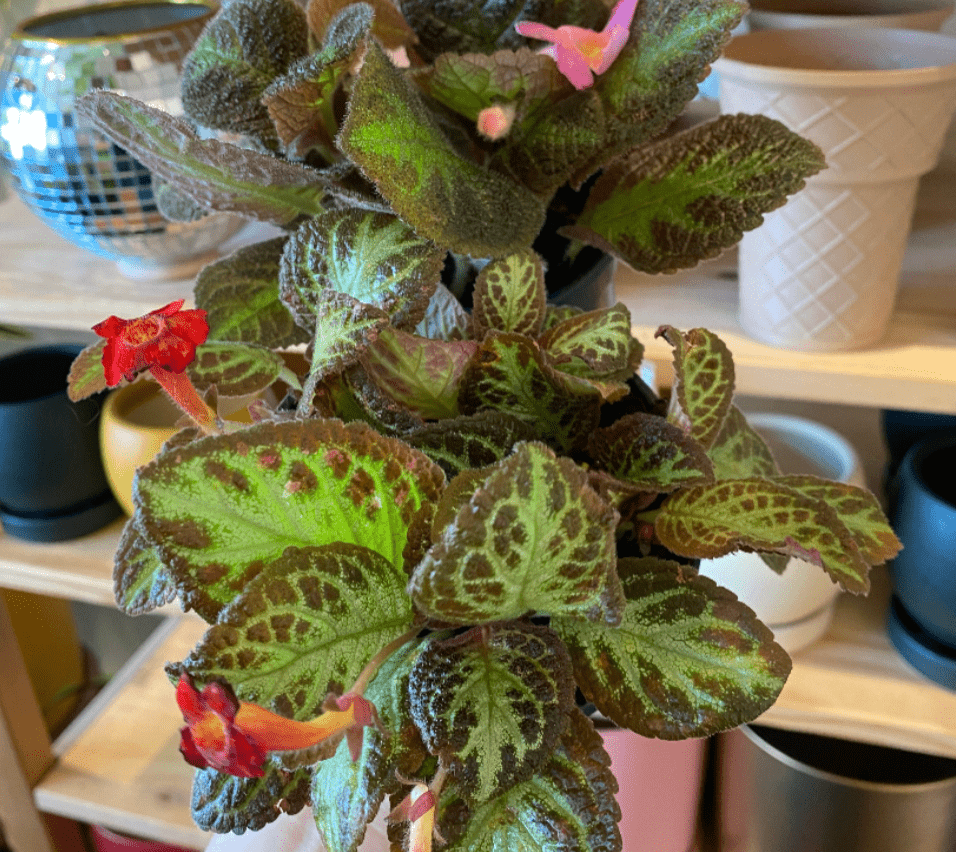 Episcia assorted 4” - The Plant Lady SF