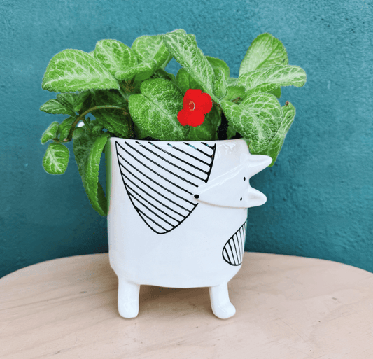 Episcia assorted 4” - The Plant Lady SF