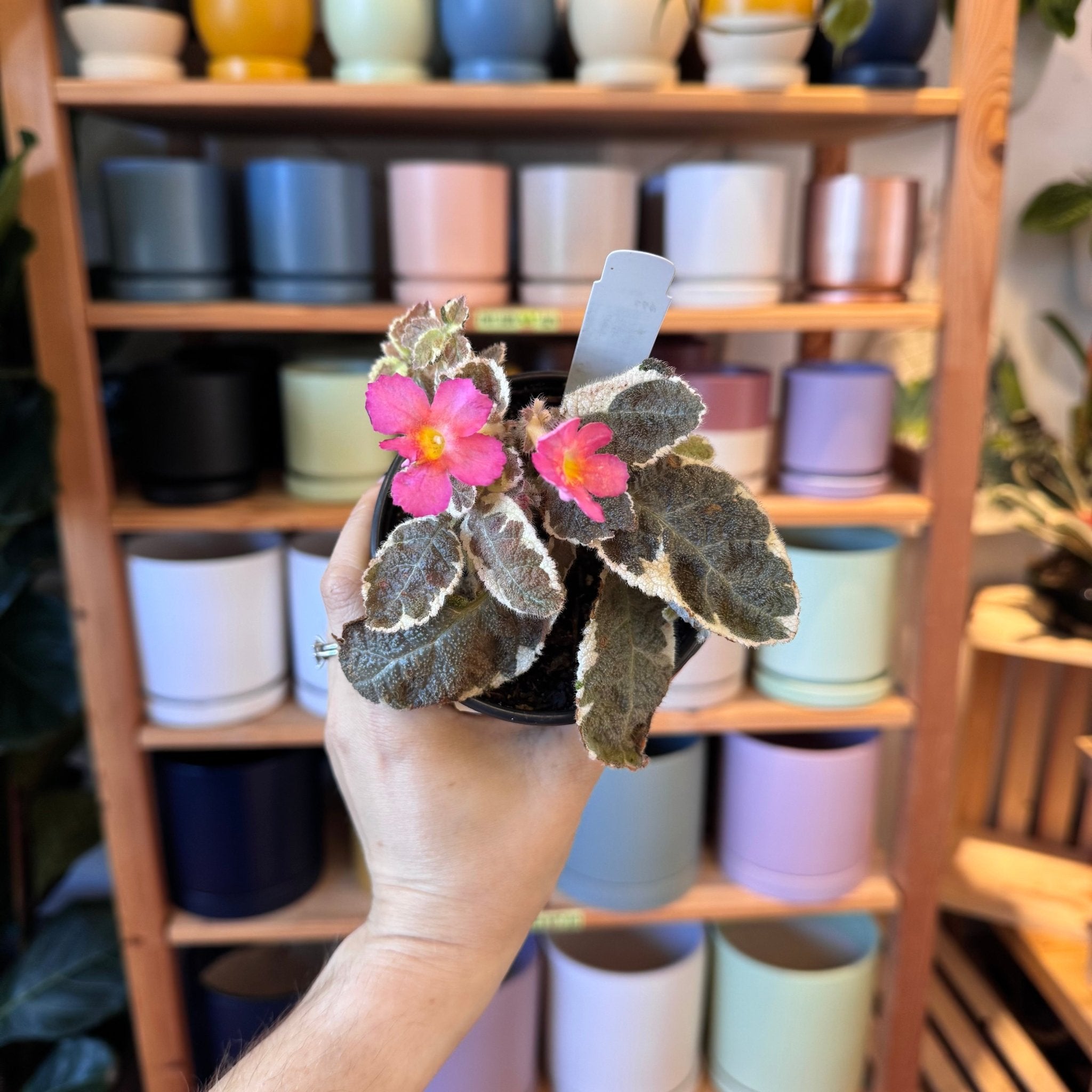 Episcia 'Cleopatra' – The Plant Lady SF