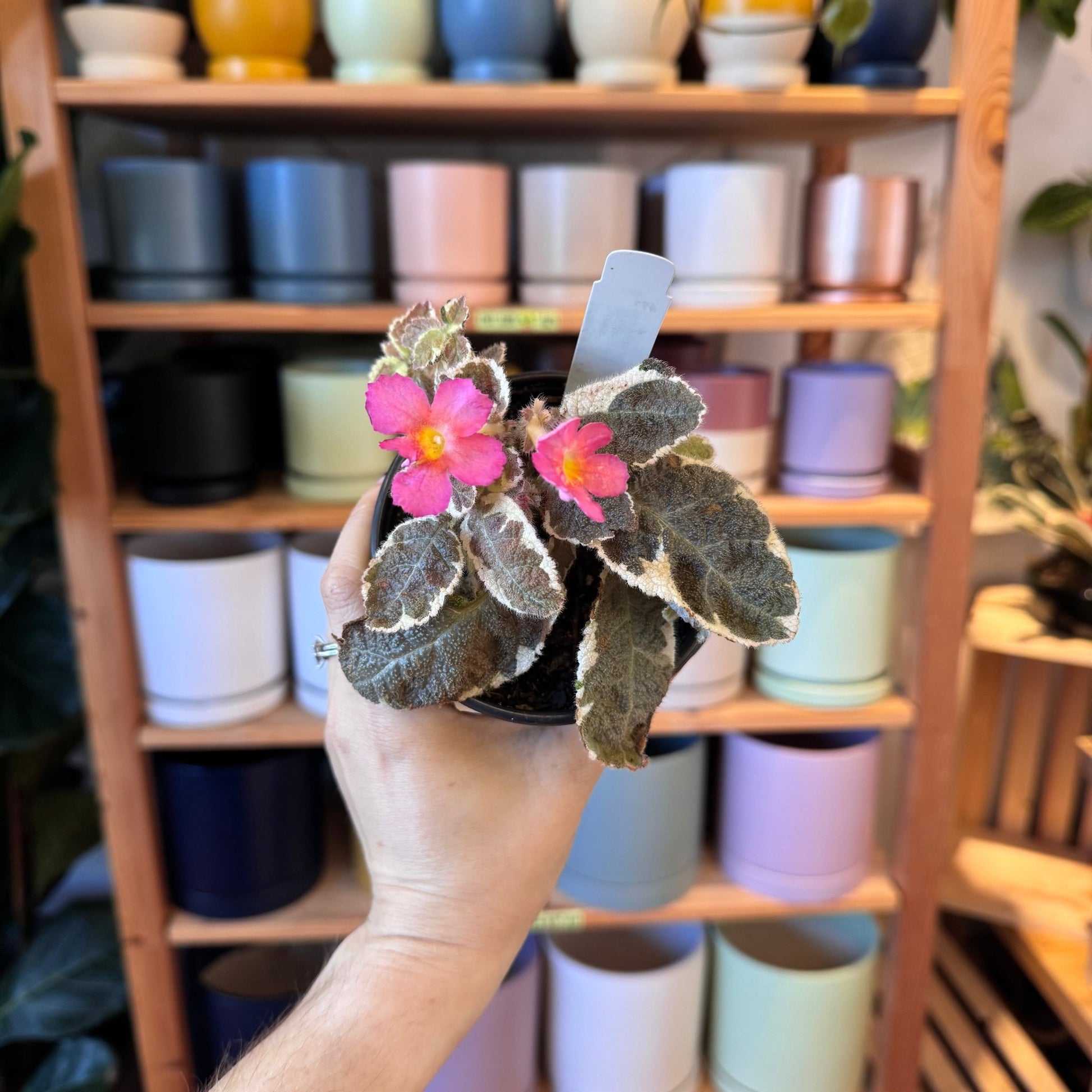cleopatra plant indoor Episcia 'Cleopatra'