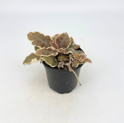 Episcia 'Scarlett' - The Plant Lady SF