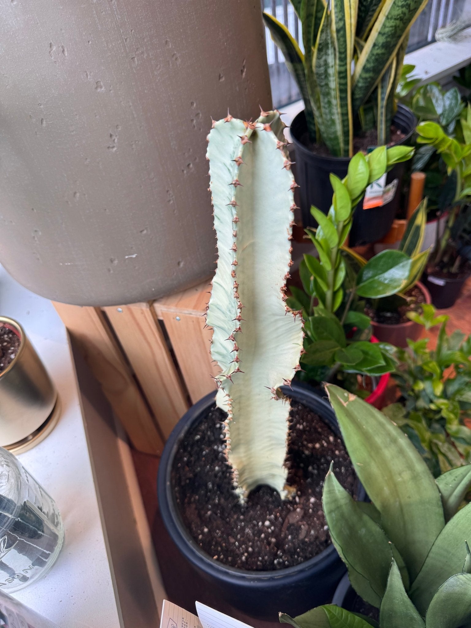 Euphorbia ammak - The Plant Lady SF